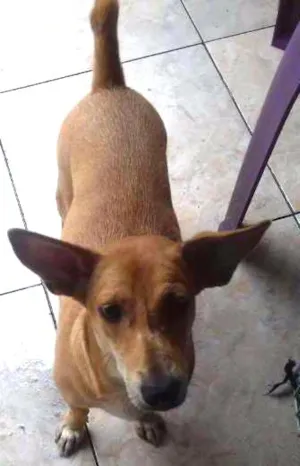 Cachorro raça SRD idade 1 ano nome Baixinha