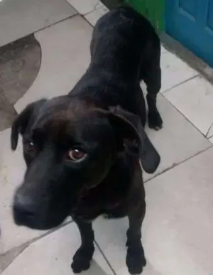 Cachorro raça Não sei idade 2 anos nome Negão 