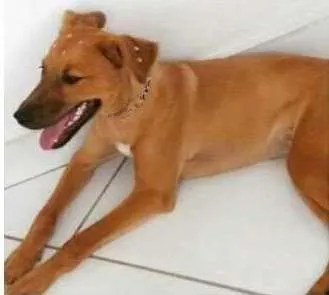 Cachorro ra a SRD idade 7 a 11 meses nome Cristal