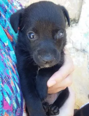 Cachorro raça VIRA LATA idade  nome PRETINHO 2