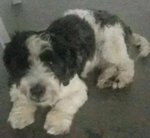 Cachorro raça  idade  nome Sem nome 