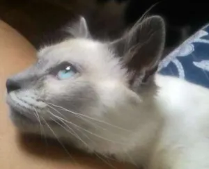 Gato raça mestiço de ragdool idade 7 a 11 meses nome sheldon