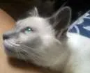 Gato raça mestiço de ragdool idade 7 a 11 meses nome sheldon