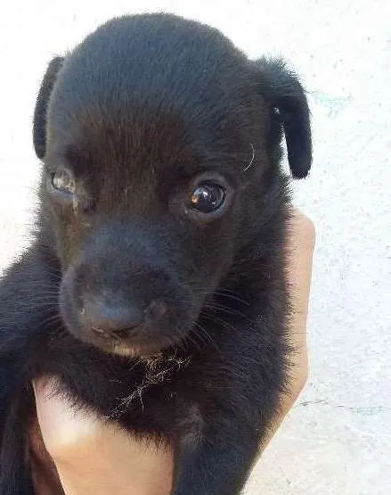 Cachorro ra a VIRA LATA idade Abaixo de 2 meses nome PRETINHO 1