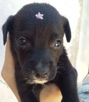 Cachorro raça VIRA LATA idade Abaixo de 2 meses nome PRETINHA