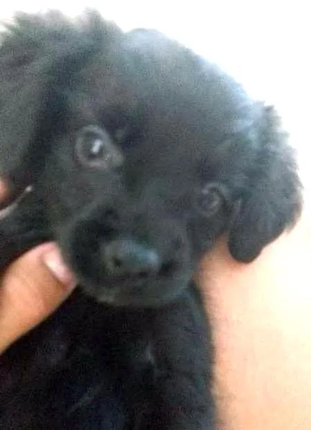 Cachorro ra a Não sei idade 2 a 6 meses nome Lua