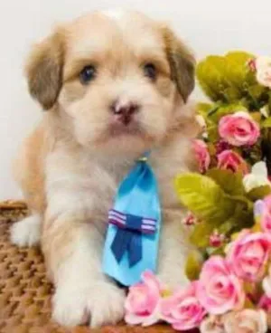 Cachorro raça SRD idade Abaixo de 2 meses nome Bebês