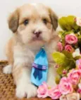 Bebês