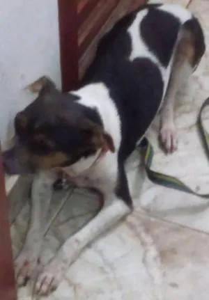 Cachorro raça paulistinha idade 3 anos nome duli