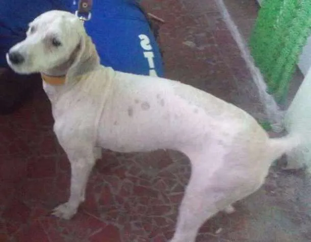 Cachorro ra a SRD idade 2 anos nome Sem Nome
