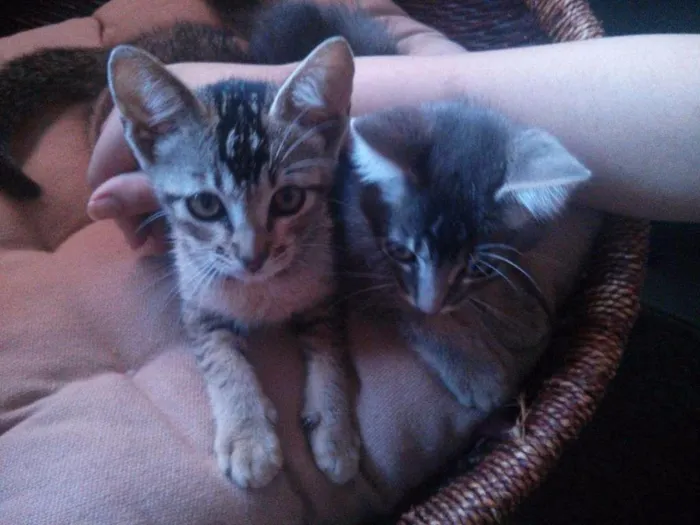 Gato raça Indefinida idade Abaixo de 2 meses nome Não possui