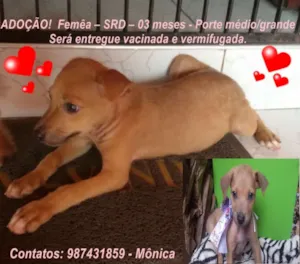 Cachorro raça SRD idade 2 a 6 meses nome MENINA