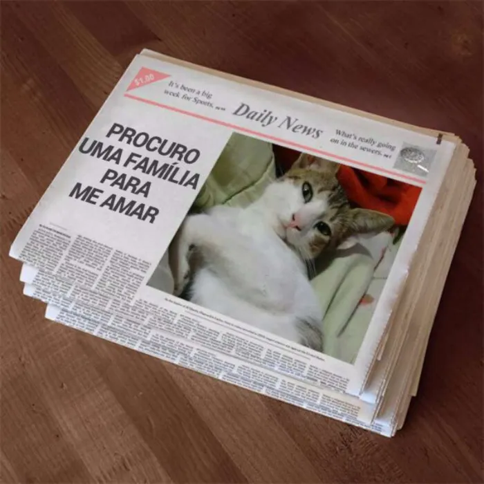 Gato ra a SRD idade 2 a 6 meses nome Indra