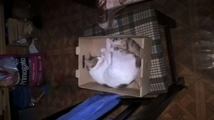 Gato ra a SRD idade 2 a 6 meses nome Indra