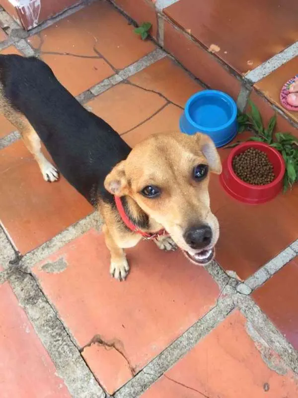 Cachorro ra a viralata idade 1 ano nome menina