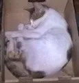Indra