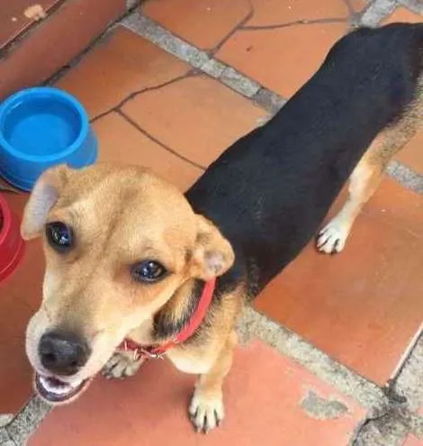 Cachorro ra a viralata idade 1 ano nome menina