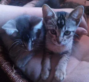 Gato raça Indefinida idade Abaixo de 2 meses nome Não possui