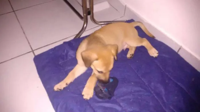 Cachorro ra a Vira Lata idade 2 a 6 meses nome Não tem nome ainda