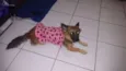 Milu