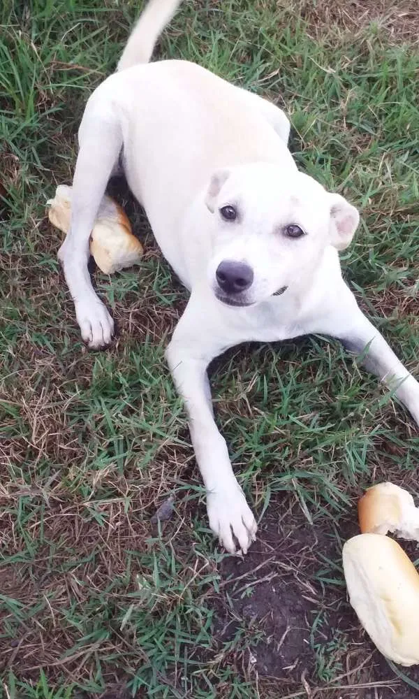 Cachorro ra a Vira lata idade 2 a 6 meses nome Branquinha