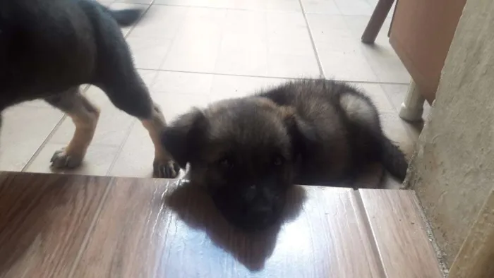 Cachorro ra a vira lata idade 2 a 6 meses nome  Porthos