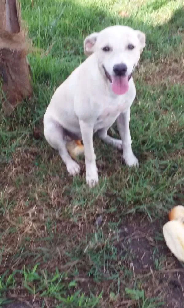 Cachorro ra a Vira lata idade 2 a 6 meses nome Branquinha