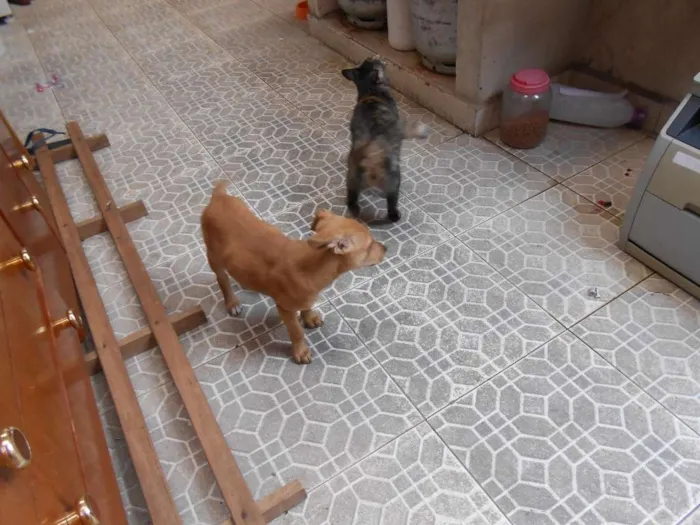 Cachorro raça vira-lata idade 2 a 6 meses nome edna