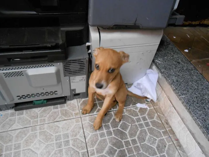 Cachorro raça vira-lata idade 2 a 6 meses nome edna