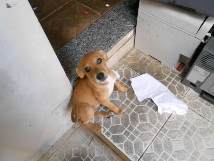 Cachorro raça vira-lata idade 2 a 6 meses nome edna