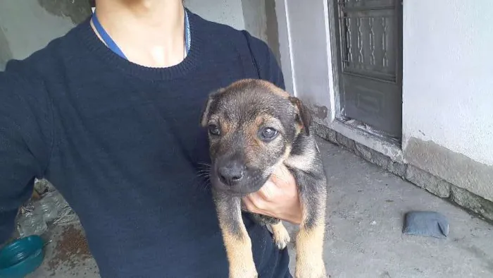 Cachorro ra a vira lata idade 2 a 6 meses nome Aramis