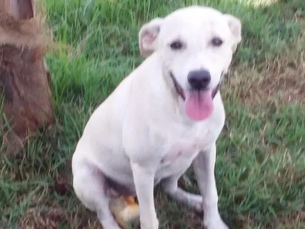 Cachorro ra a Vira lata idade 2 a 6 meses nome Branquinha