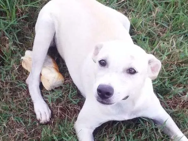 Cachorro ra a Vira lata idade 2 a 6 meses nome Branquinha