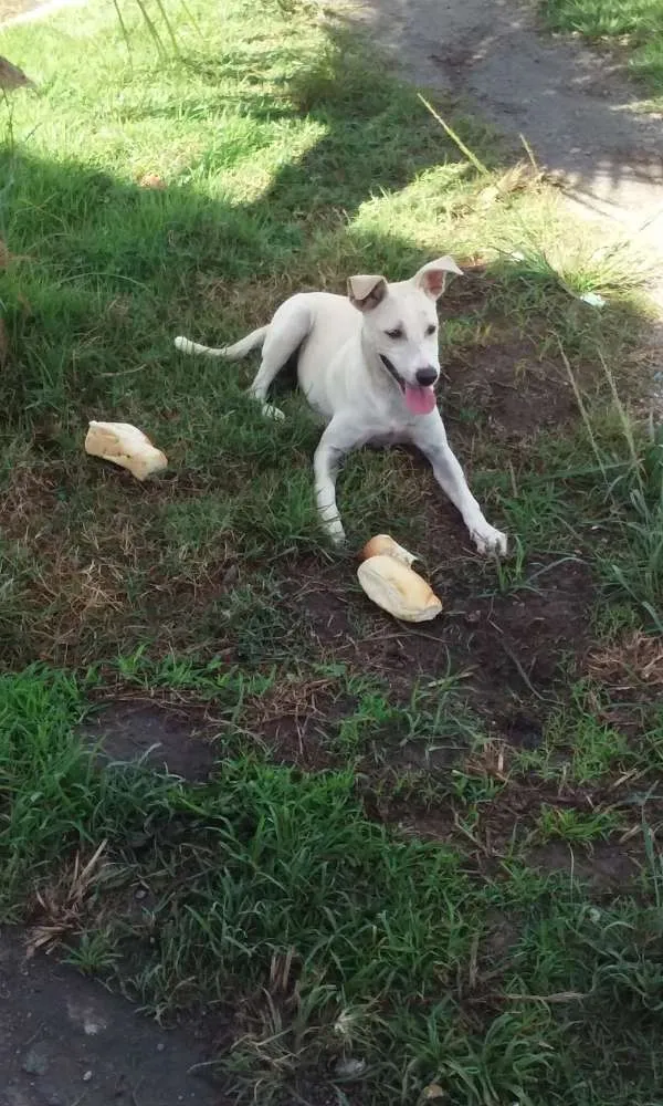 Cachorro ra a Vira lata idade 2 a 6 meses nome Branquinha