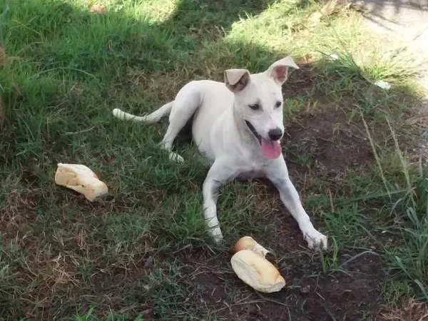 Cachorro ra a Vira lata idade 2 a 6 meses nome Branquinha