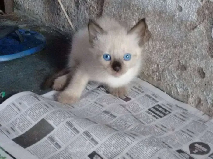 Gato ra a Siamês idade Abaixo de 2 meses nome gatinhos