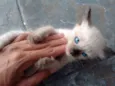 gatinhos