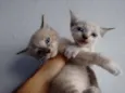 gatinhos