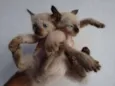 gatinhos