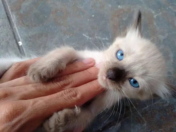 Gato ra a Siamês idade Abaixo de 2 meses nome gatinhos