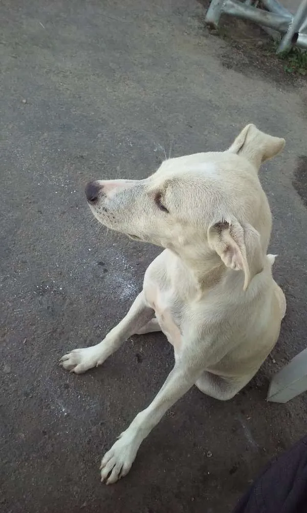 Cachorro ra a Vira lata idade 2 a 6 meses nome Branquinha