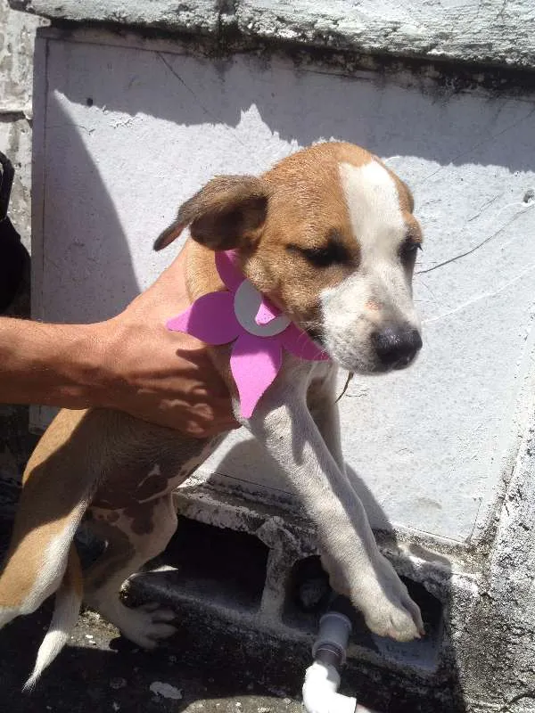 Cachorro ra a Vira Lata idade 2 a 6 meses nome Lola