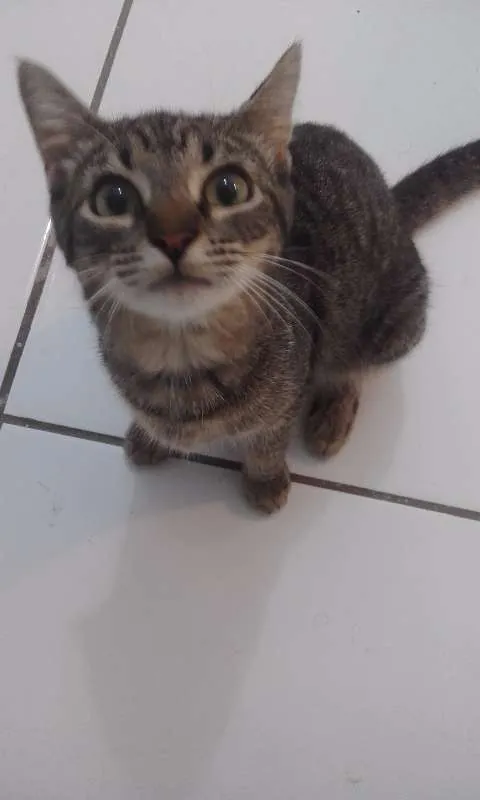 Gato ra a SRD idade 2 a 6 meses nome varios