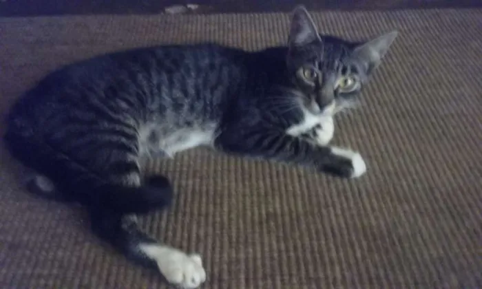 Gato ra a  idade 7 a 11 meses nome Sem nomes