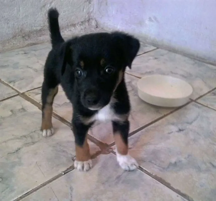 Cachorro ra a  idade Abaixo de 2 meses nome Mousbi