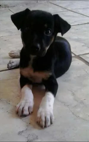 Cachorro raça  idade Abaixo de 2 meses nome Princesa Lili