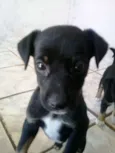 Pitoca
