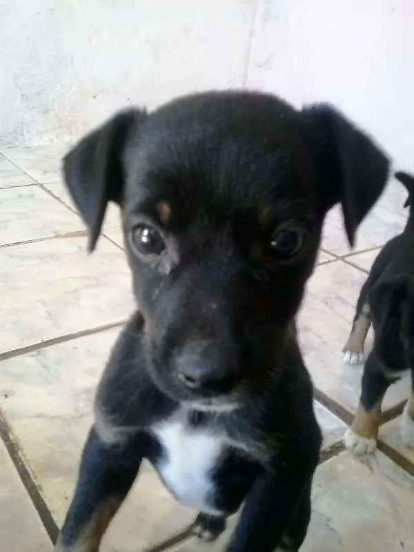 Cachorro ra a  idade Abaixo de 2 meses nome Pitoca