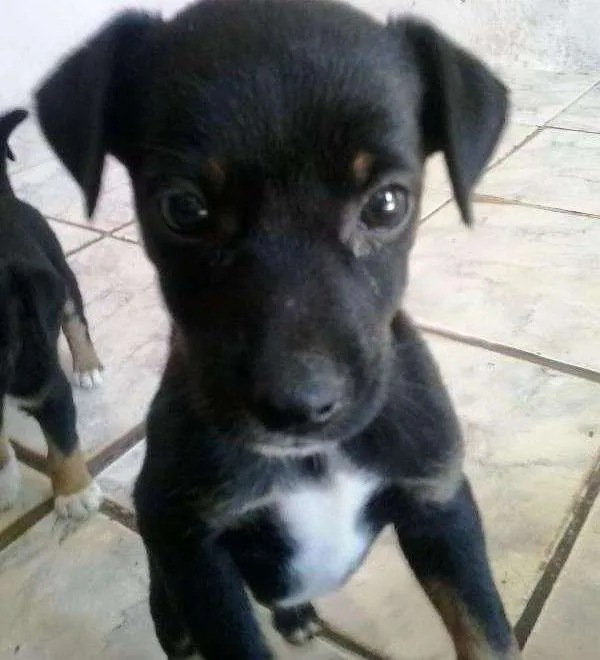 Cachorro ra a  idade Abaixo de 2 meses nome Pitoca