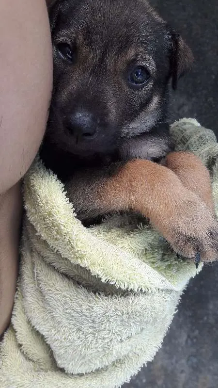 Cachorro ra a vira lata idade 2 a 6 meses nome Aramis
